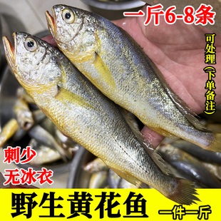一斤6-8条野生大黄花鱼黄鱼新鲜大黄瓜鱼孕妇宝宝辅食海鱼蒜瓣状