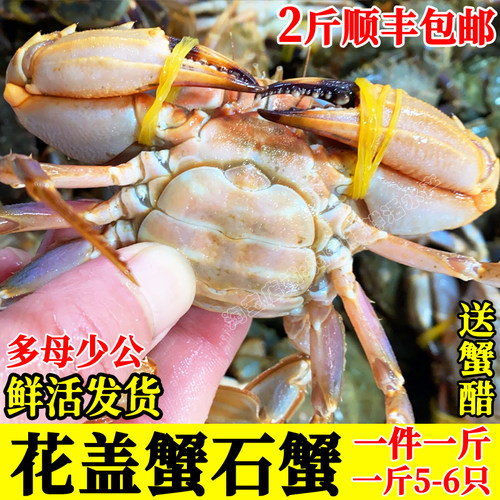 鲜活花盖蟹石蟹海螃蟹公蟹母蟹