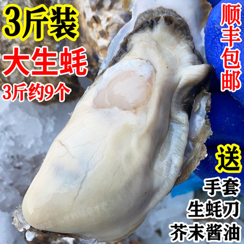 生蚝鲜活牡蛎海蛎子送刀具调料