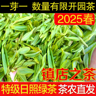 2025年日照绿茶新茶特级散装开园春茶板栗香豆香一芽明前炒青头採