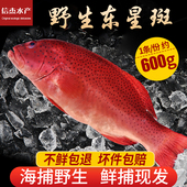 海捕星斑鱼新鲜石斑鱼鲜活海鱼 海鲜深海冷冻市场斑鱼东星斑鱼 包邮