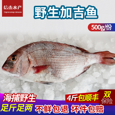 野生加吉鱼鲜活鲷鱼新鲜刺身包邮青岛海鲜冷冻水产深海海鱼红加吉