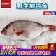 野生加吉鱼鲜活鲷鱼新鲜刺身 包邮 青岛海鲜冷冻水产深海海鱼红加吉