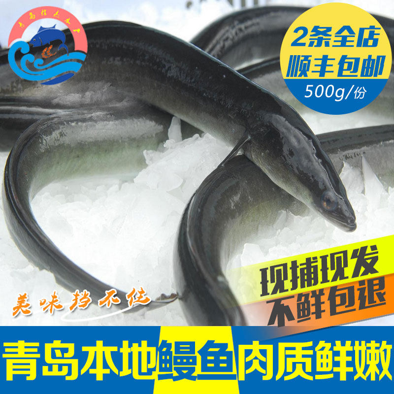 野生大鳗鱼鲜活白鳝鱼包邮新鲜海鲜水产河鳗鱼深海海鱼鳝鱼鳗鲡鱼