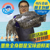 野生大墨鱼鲜活目鱼新鲜墨斗鱼 包邮 海鲜冷冻水产深海乌贼大乌贼鱼