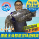 野生大墨鱼鲜活目鱼新鲜墨斗鱼 包邮 海鲜冷冻水产深海乌贼大乌贼鱼