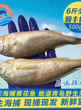 青岛野生小黄鱼鲜活黄花鱼新鲜海鲜包邮冷冻水产深海海鱼小黄花鱼