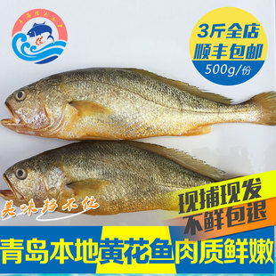 深海黄花鱼深海小黄鱼新鲜黄鱼包邮鲜活水产冷冻海鲜野生海鱼梅鱼