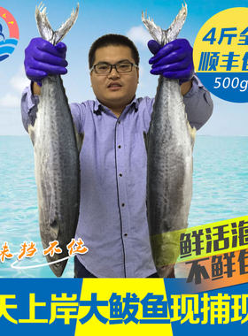 青岛野生马鲛鱼新鲜鱼冷冻水产