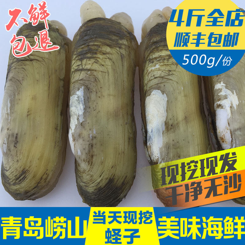 青岛野生蛏子鲜活大海蚬包邮新鲜大竹蛏贝类水产双头蛏海贝海蚬子