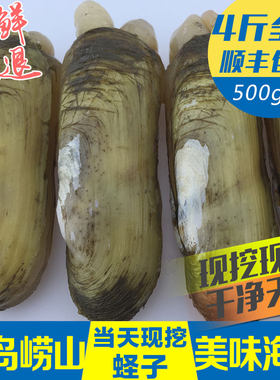 青岛大海包邮新鲜水产双头蛏子