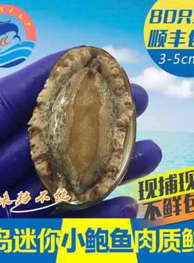 崂山野生鲍鱼鲜活鲍鱼仔顺丰包邮新鲜海鲜贝类水产青岛鲜小鲍鱼仔