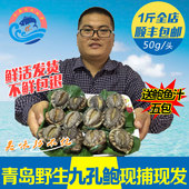 青岛野生鲍鱼崂山特产鲜活鲍鱼 新鲜海鲜鲜活水产九孔鲍鱼盘鲍 包邮
