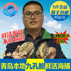 青岛信杰水产野生鲍鱼崂山特产鲜活鲍鱼包邮新鲜贝类海鲜九孔鲍鱼