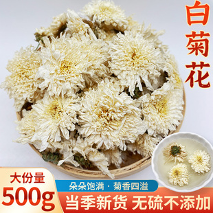 白菊花茶500g散装黄山白菊花茶另售金丝皇菊白菊花茶贡菊胎菊花茶
