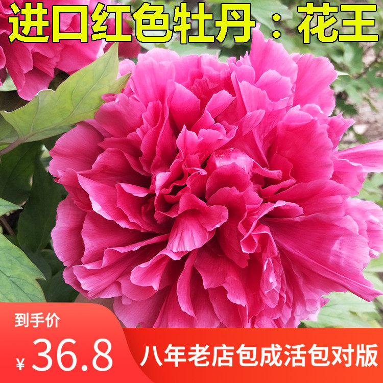 牡丹花苗 花王 正宗红色进口牡丹苗洛阳牡丹花当年开花庭院盆栽|ruв категории доставка цветов/цветок моделирования/растения садоводства, цветок/растения в горшках (новый), растения - от Buy2taobao.com для оказания профессиональной услуги покупки агента Taobao