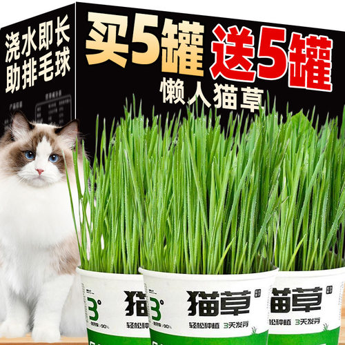 猫草盆栽水培猫草种植懒人罐头猫薄荷猫咪用品轻松温和毛球片化毛