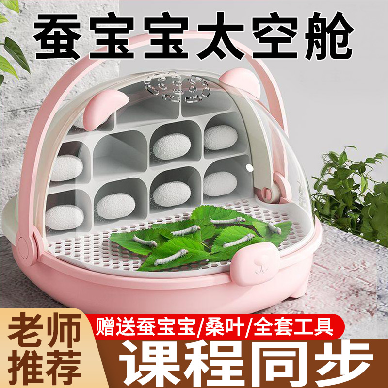 學生養蠶套裝新鮮桑葉蠶卵幼蟲