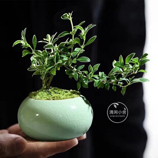 金边六月雪悬崖小盆栽造型提根开花老桩禅意盆景桌面办公室内花卉