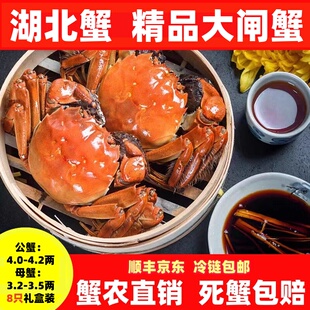 湖北特产鄂州梁子湖区梁子岛大闸蟹特大鲜活红膏螃蟹中秋8只礼盒