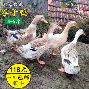 土鸭 3年老麻鸭 农家散养 活鸭现杀 整只新鲜鸭肉 青头鸭 黄毛鸭