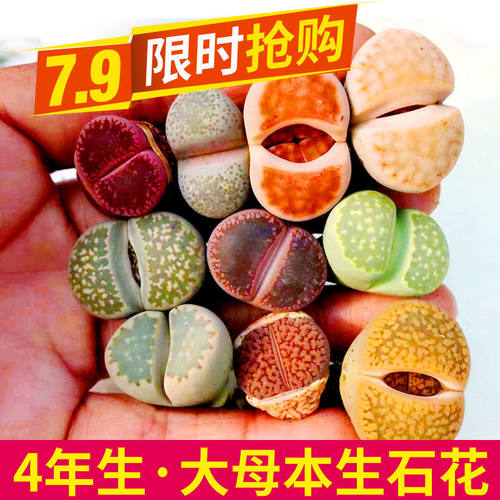 生石花2年苗价格 生石花2年苗图片 星期三