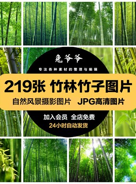 高清自然风景JPG图片竹林绿色竹子青竹翠竹设计喷绘打印合成素材