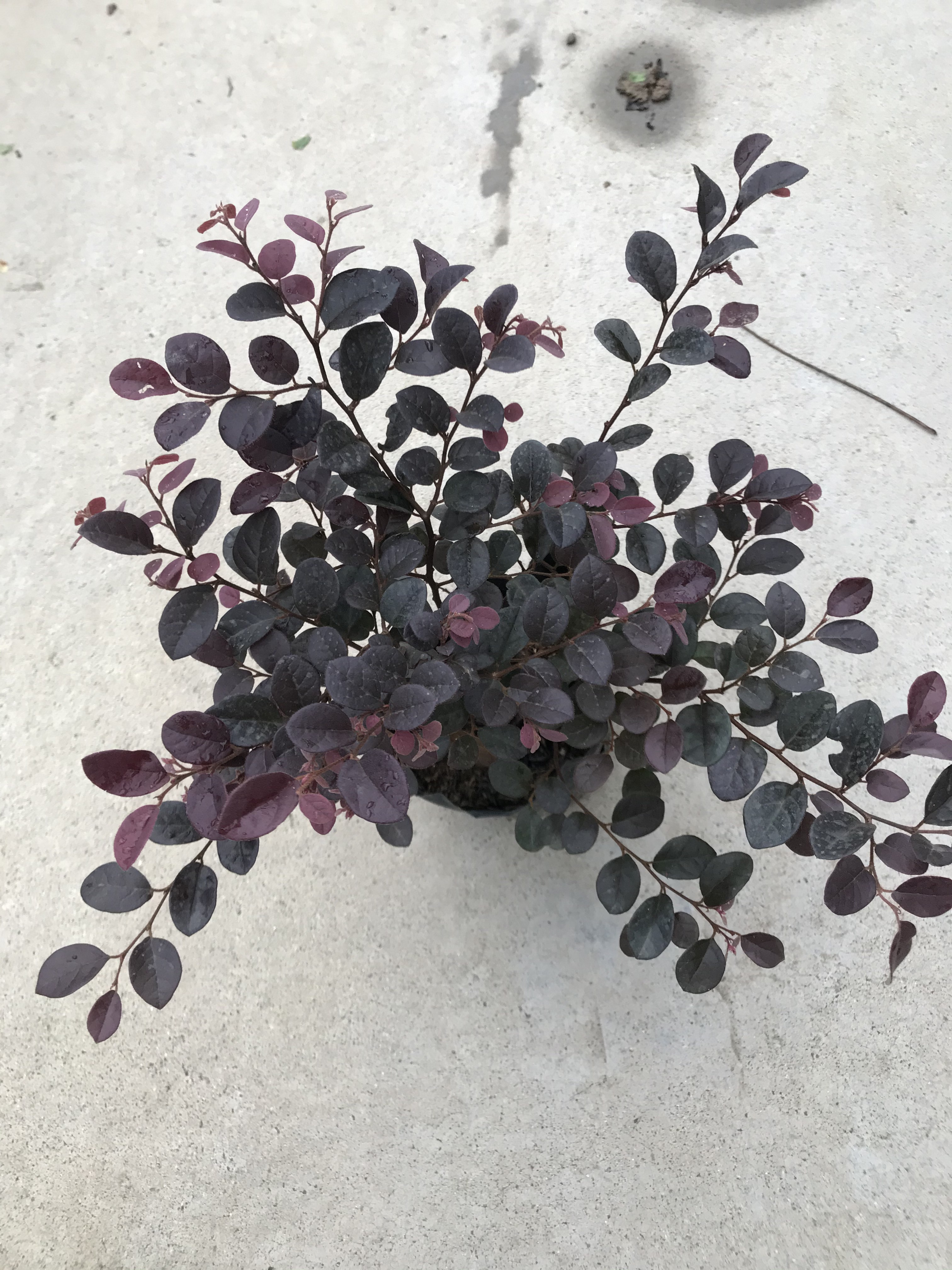 红花继木盆栽 红继木室外庭院别墅园林景观绿化彩色植物 一棵包邮