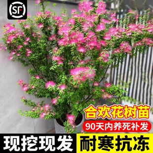 合欢花树苗绒花树南北方种植耐寒旱庭院风景观大树木工程绿化植物