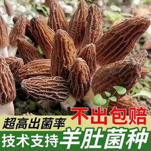 家庭野生羊肚菌菌种菌包室内云南种植原种菌种家种高产羊肚蘑菌菇