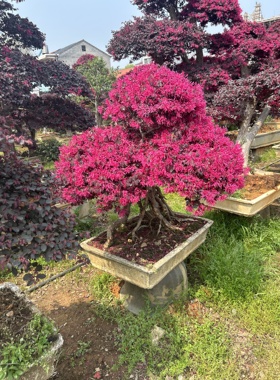精品红花继木老桩造型花卉盆栽室内外好养