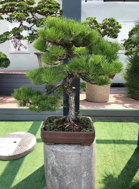 精品造型黑松树苗盆栽正品黑松盆景黑松耐寒耐热老桩高级别墅庭院