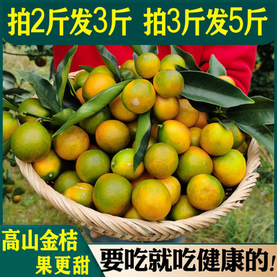 【双11买2斤送1斤】脆皮金桔