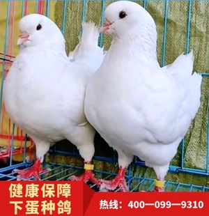 纯种元宝鸽大体鸽子巨型肉鸽特大活物元宝种鸽活体包下蛋包活