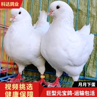 元宝鸽活体白色大体型一对种鸽可繁殖宠物观赏包邮到家