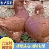 大体型纯种红色元宝鸽巨型肉鸽下蛋种鸽观赏鸽宠鸽子包邮到家
