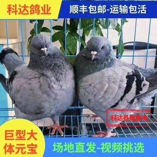 大体型灰色元宝鸽可繁殖下蛋种鸽宠物观赏包邮包活