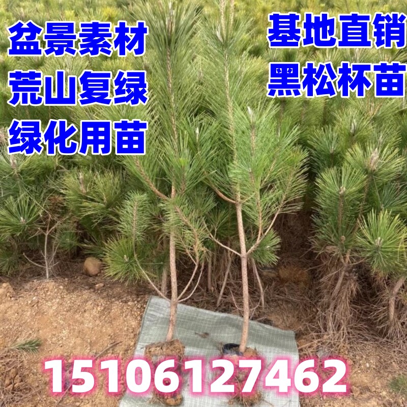 松树绿化黑松常青耐寒四季常青