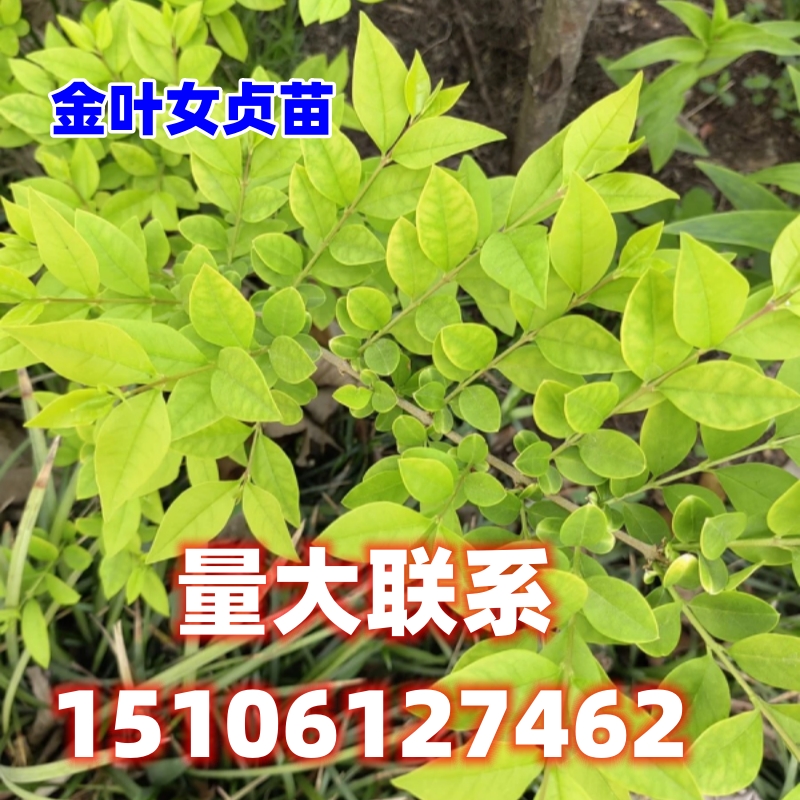 庭院绿植物绿化小叶女贞苗金叶女贞苗绿化苗木金叶女贞小苗园林绿