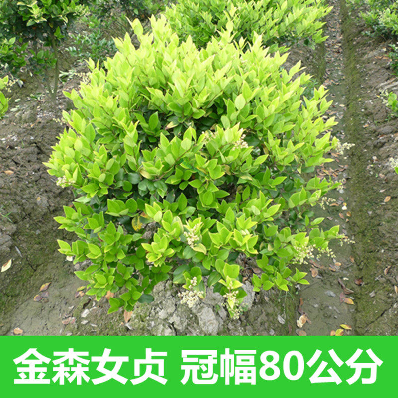 四季长青金森女贞球金森女贞苗庭院绿化苗绿篱色块苗金叶女贞球