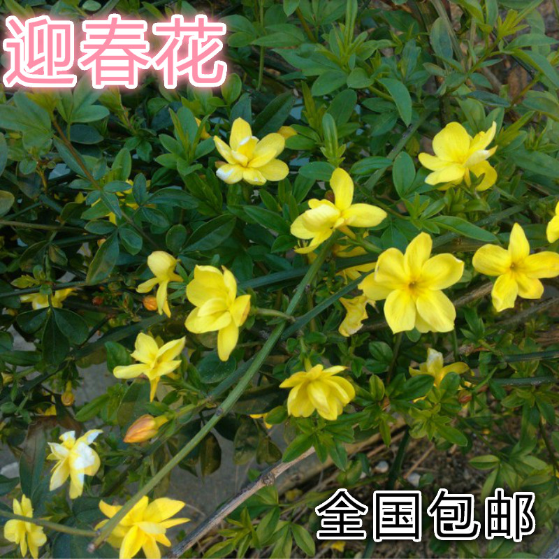 开花绿植阳台室内盆栽垂吊攀援绿化观赏花卉金黄迎春花苗连翘树苗