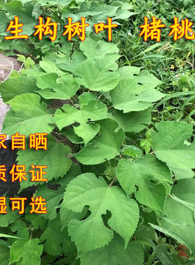 中药材野生楮桃叶谷桃叶整片褚桃叶楮树叶构叶谷树叶新鲜褚桃叶干