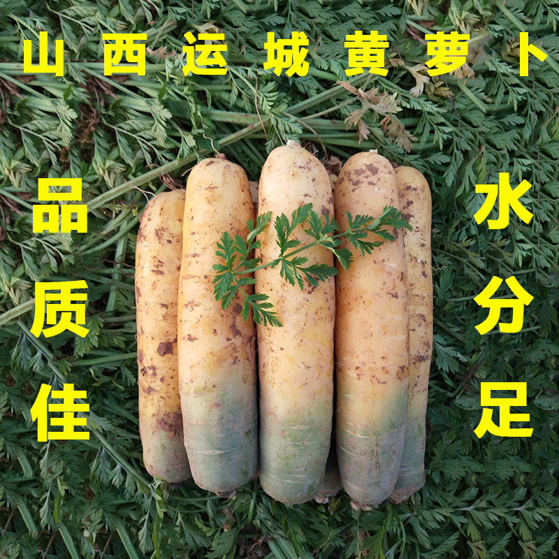 2021年新货山西运城黄胡萝卜手抓饭新鲜绿色蔬菜非新疆5/9斤包邮