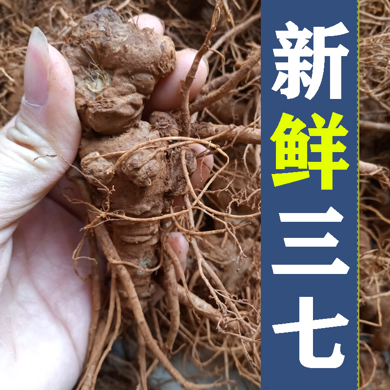 新鲜三七现挖文山春三七生三七头鲜三七根泡酒煲鸡汤料非野生田七