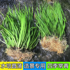 水培石菖蒲水生盆景鱼龟缸造景水养花草过滤盆栽安神绿植四季常青