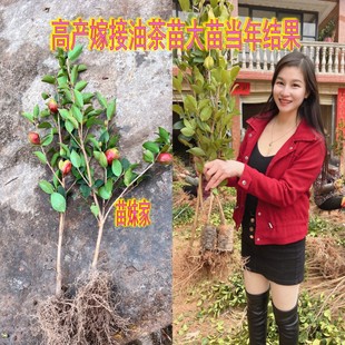 江西高产嫁接油茶苗长林系中大油茶树苗杂交白花红皮果子南方种植