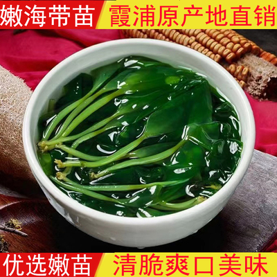 嫩苗霞浦优质海带嫩苗
