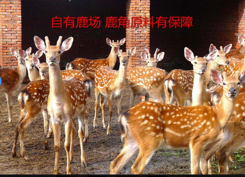 鹿角正品无糖无黄酒鹿场自产250克 吉林梅花鹿散片包邮