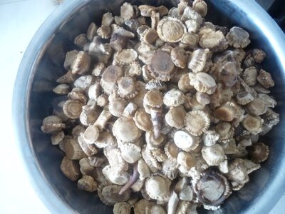 吉林梅花鹿角胶鹿场自产250克包邮