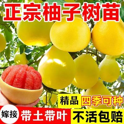 正宗红心蜜柚子树苗嫁接盆栽果树